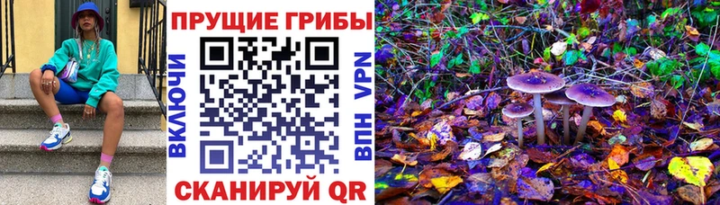 Галлюциногенные грибы Psilocybe  сколько стоит  Новопавловск 