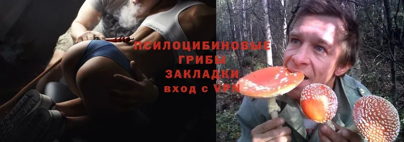 Псилоцибиновые грибы Cubensis  Новопавловск 